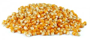 Dried corn on white background